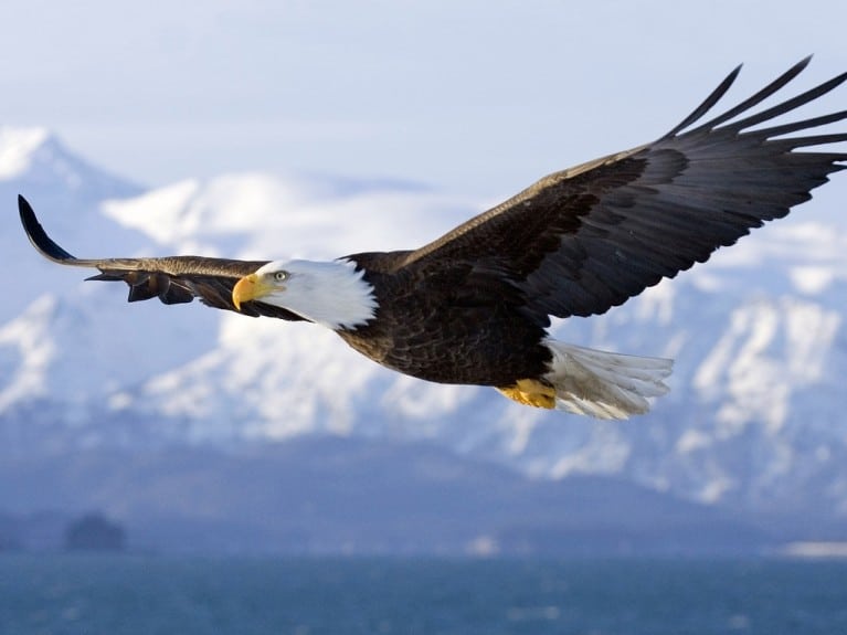 eagle flying