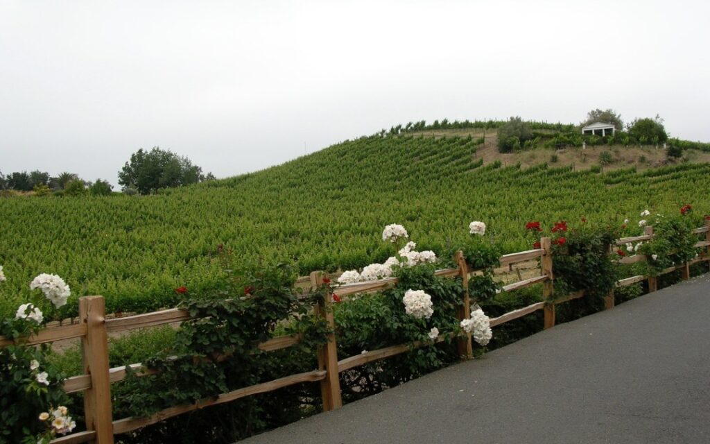 vineyard