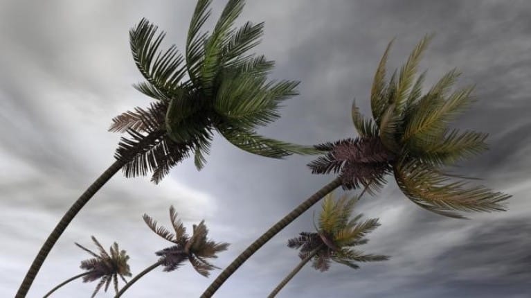 palm trees in a storm